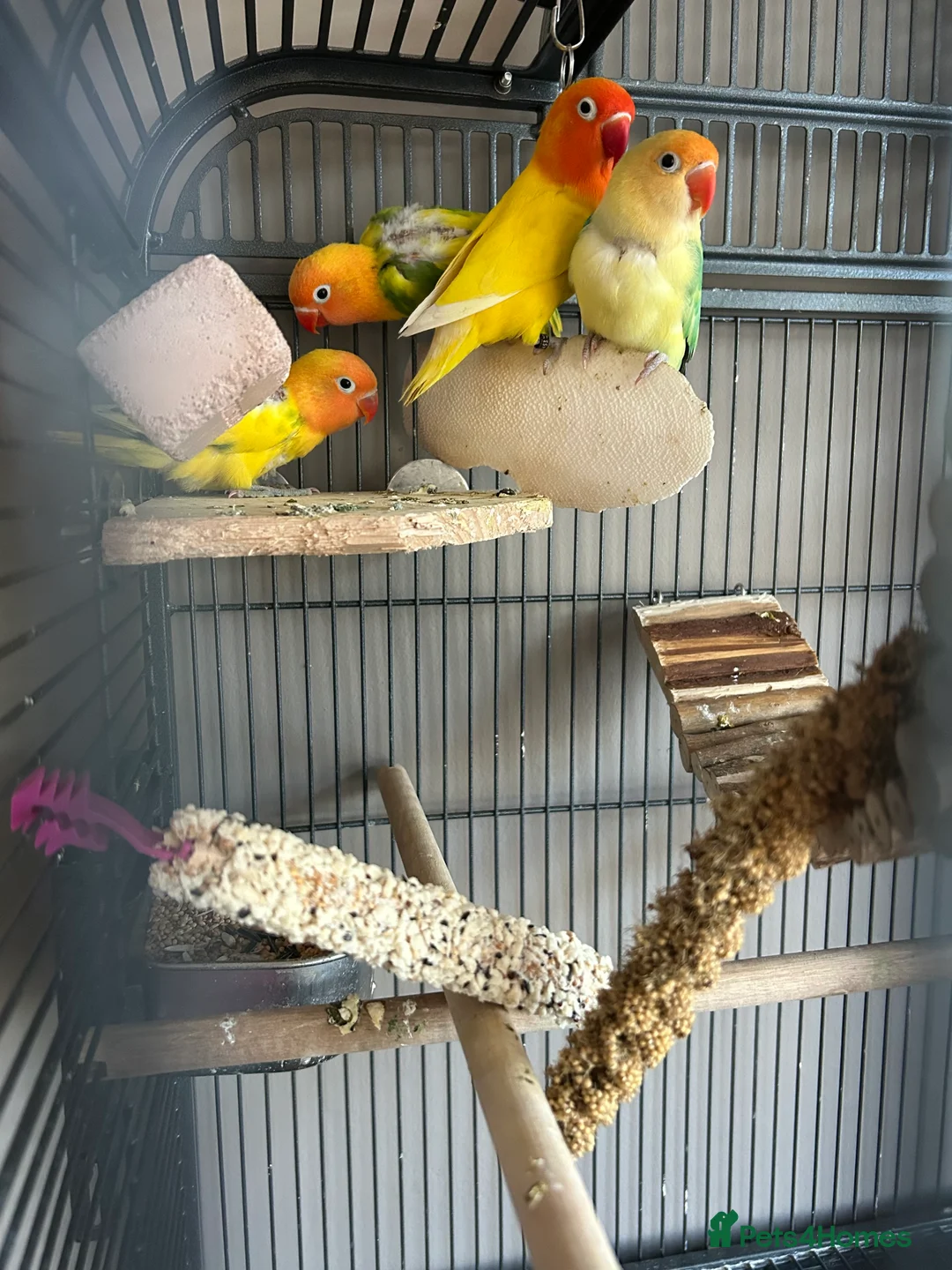 Lovebirds birds for sale: Love birds 7 weeks old  - Advert 5