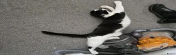 Mixed Breed cats for sale: 2 Mixed Breed Cats in Dunstable - Advert 7