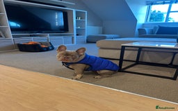 French Bulldog dogs for stud: Reggie the French Bulldog  - Image 5