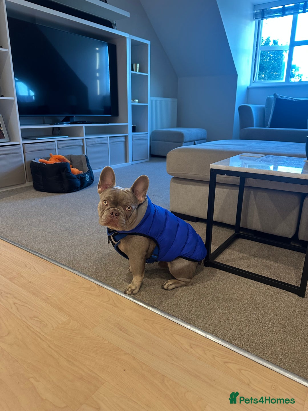 French Bulldog dogs for stud: Reggie the French Bulldog  - Image 5