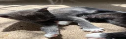 Mixed Breed cats for sale: 8 wk Grey White Kitten - Advert 17