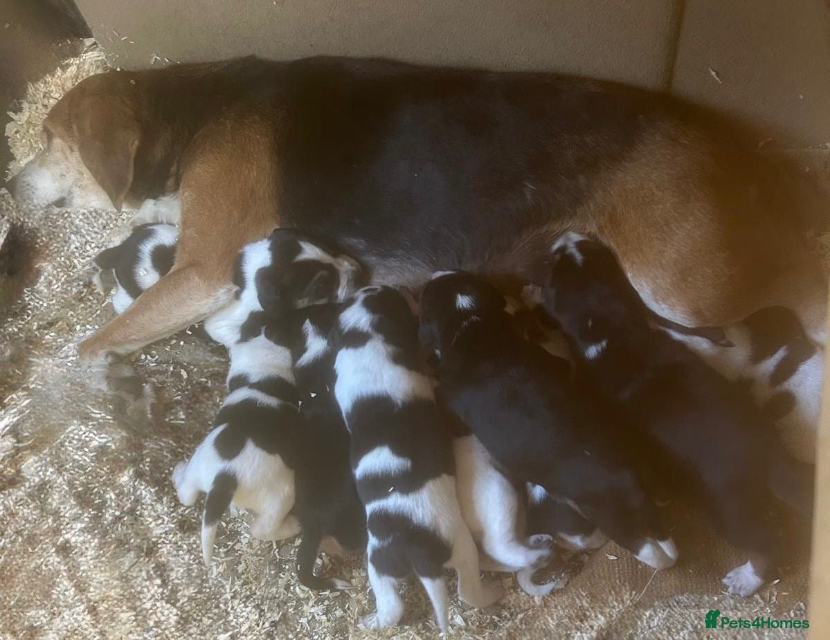 Beagle dogs Beautiful beagle puppies for sale  - Advert 3