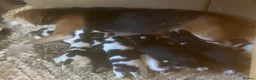 Beagle dogs for sale: Beautiful beagle puppies for sale  - Advert 1