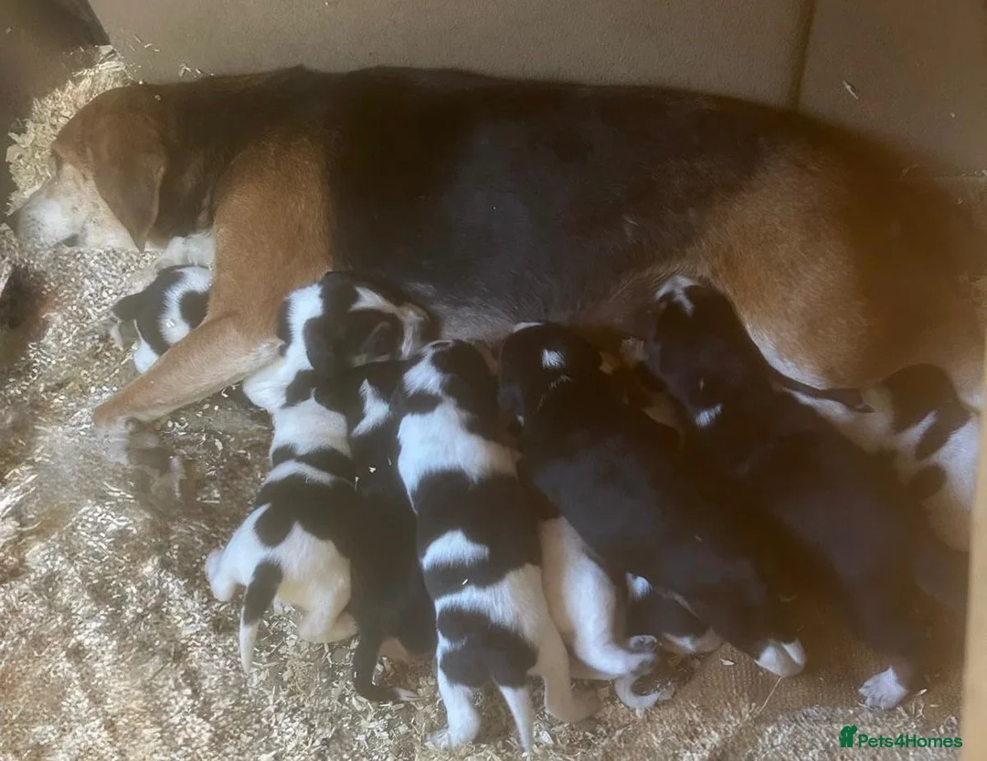 Beagle dogs for sale: Beautiful beagle puppies for sale  - Advert 1