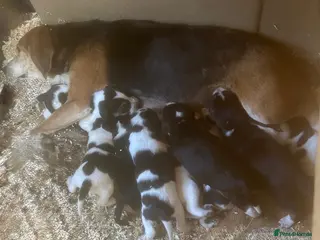 Beagle dogs Beautiful beagle puppies for sale - Advert 1