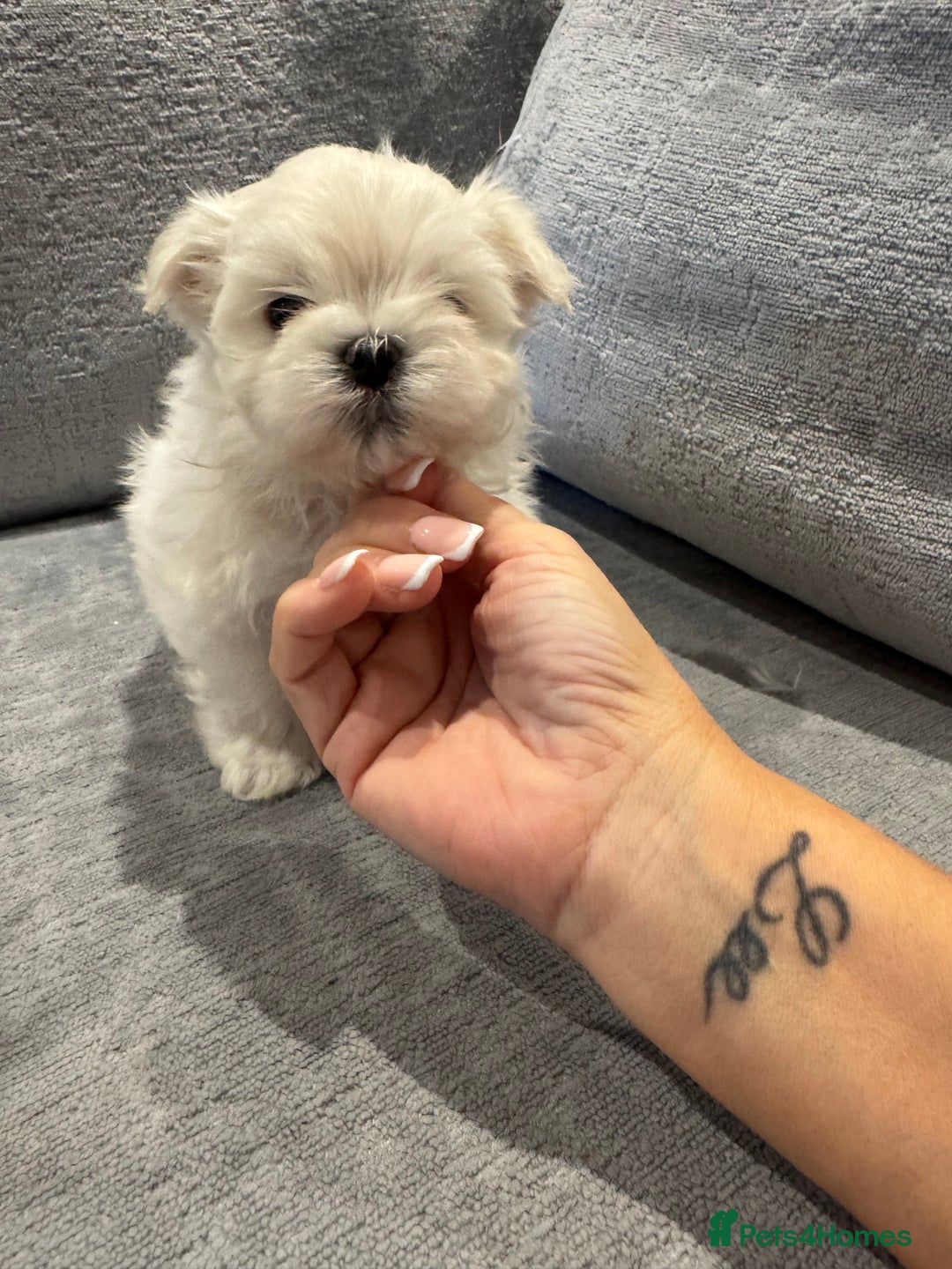 Maltese dogs for sale: Adorable Korean KC Maltese  - Advert 9