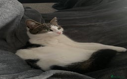 Domestic Shorthair cats for sale: 2 females and 1 male kitten for sale - Image 4