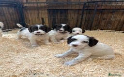 Sproodle dogs for sale: Sproodle Puppies Ready For Their Forever Homes - Image 4