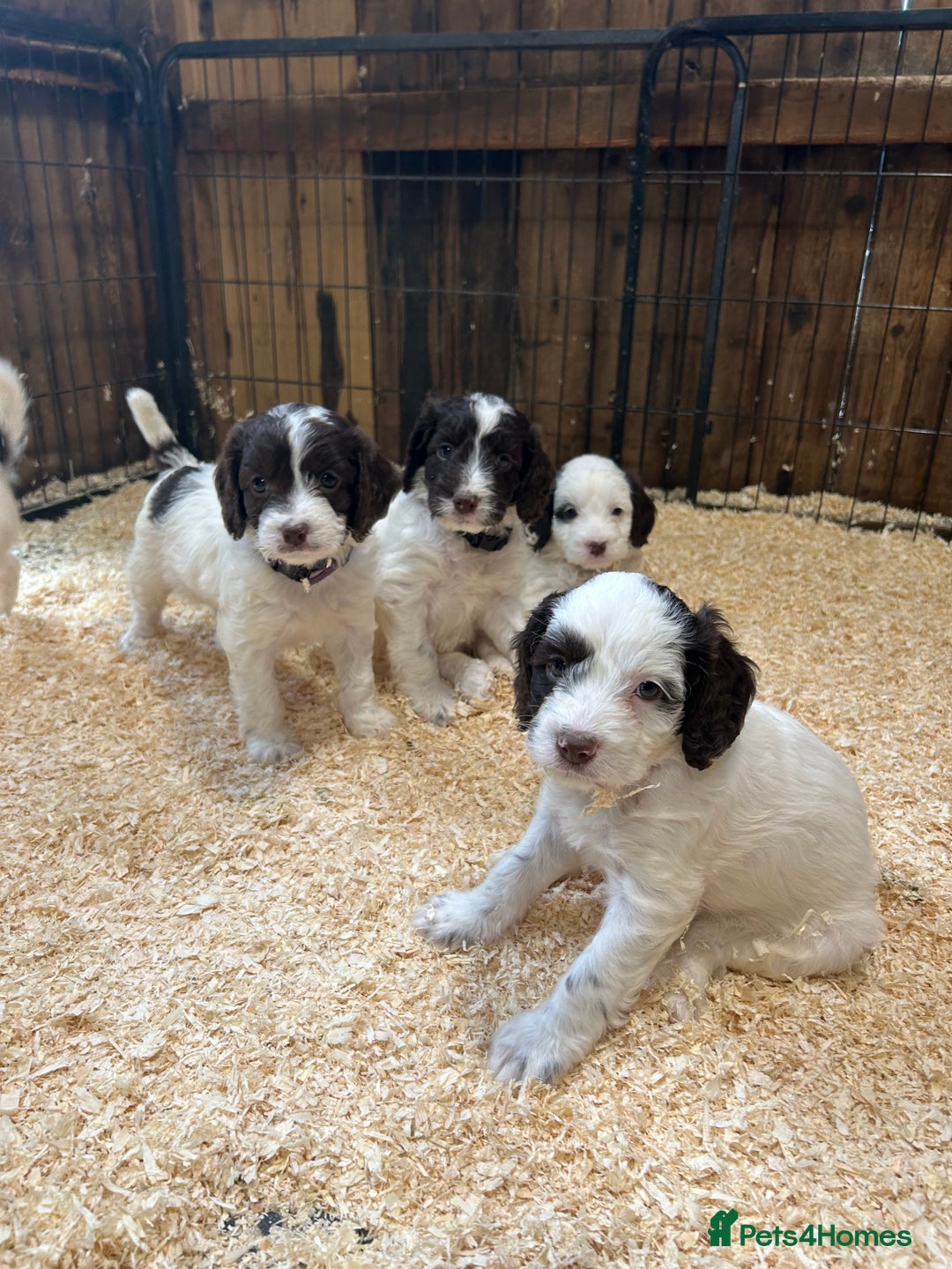 Sproodle dogs for sale: Sproodle Puppies Ready For Their Forever Homes - Image 4
