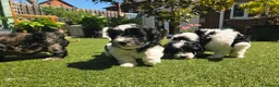 Lhasapoo dogs for sale: Stunning Lhasapoo Puppies. READY NOW! - Advert 25