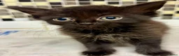 British Longhair cats for sale: Kittens - Advert 2