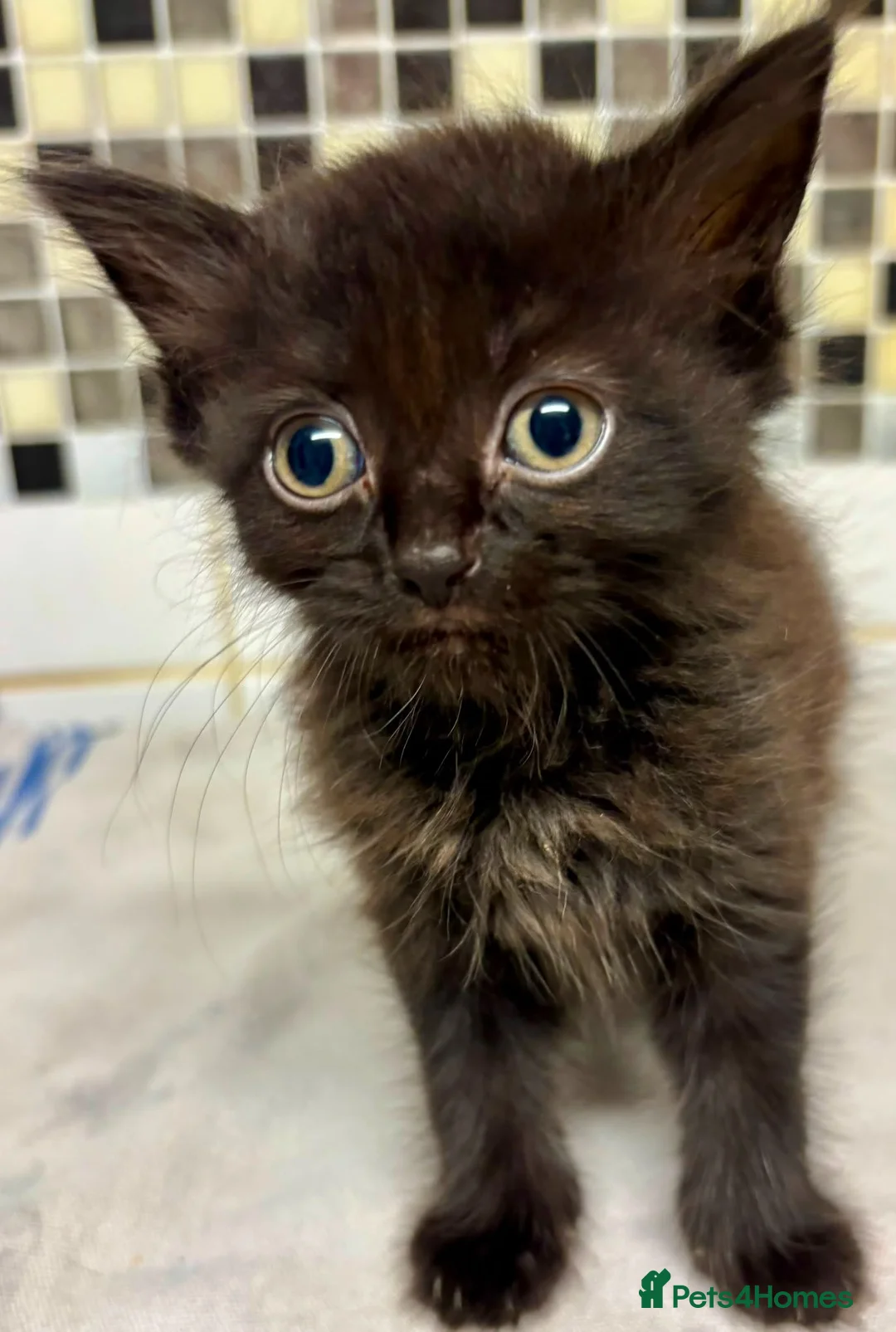 British Longhair cats for sale: Kittens - Advert 2