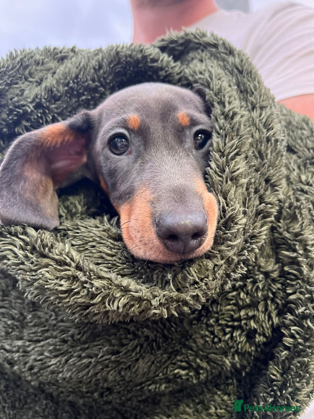 Miniature Dachshund dogs for sale: Miniature dachshund female puppy - Image 5