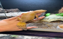 Leopard Gecko reptiles for sale: 4x Leopard geckos  - Image 11