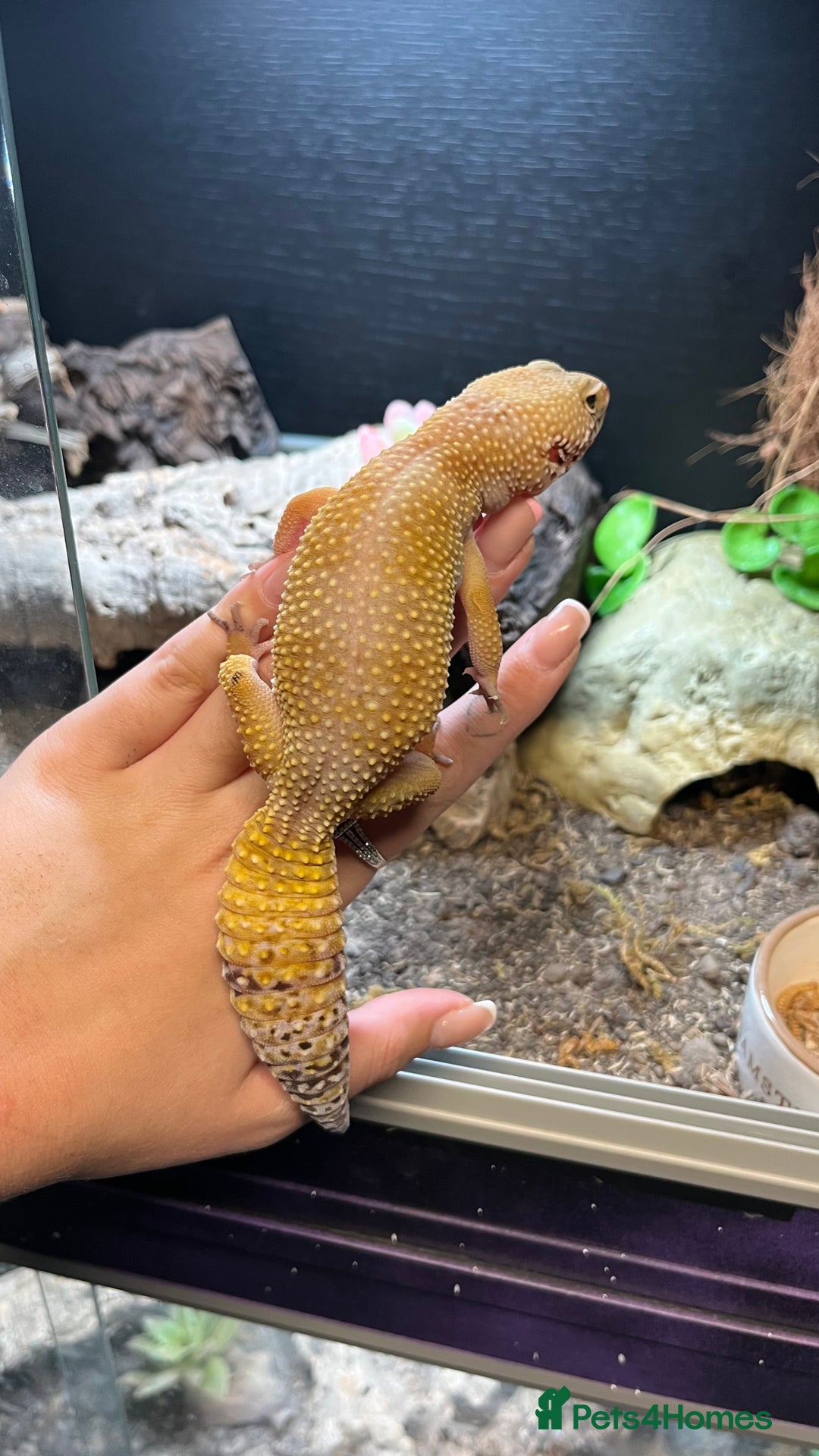 Leopard Gecko reptiles for sale: 4x Leopard geckos  - Image 11
