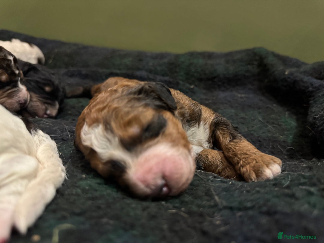 Bernedoodle dogs for sale: Bernedoodle F1B puppies - Image 27