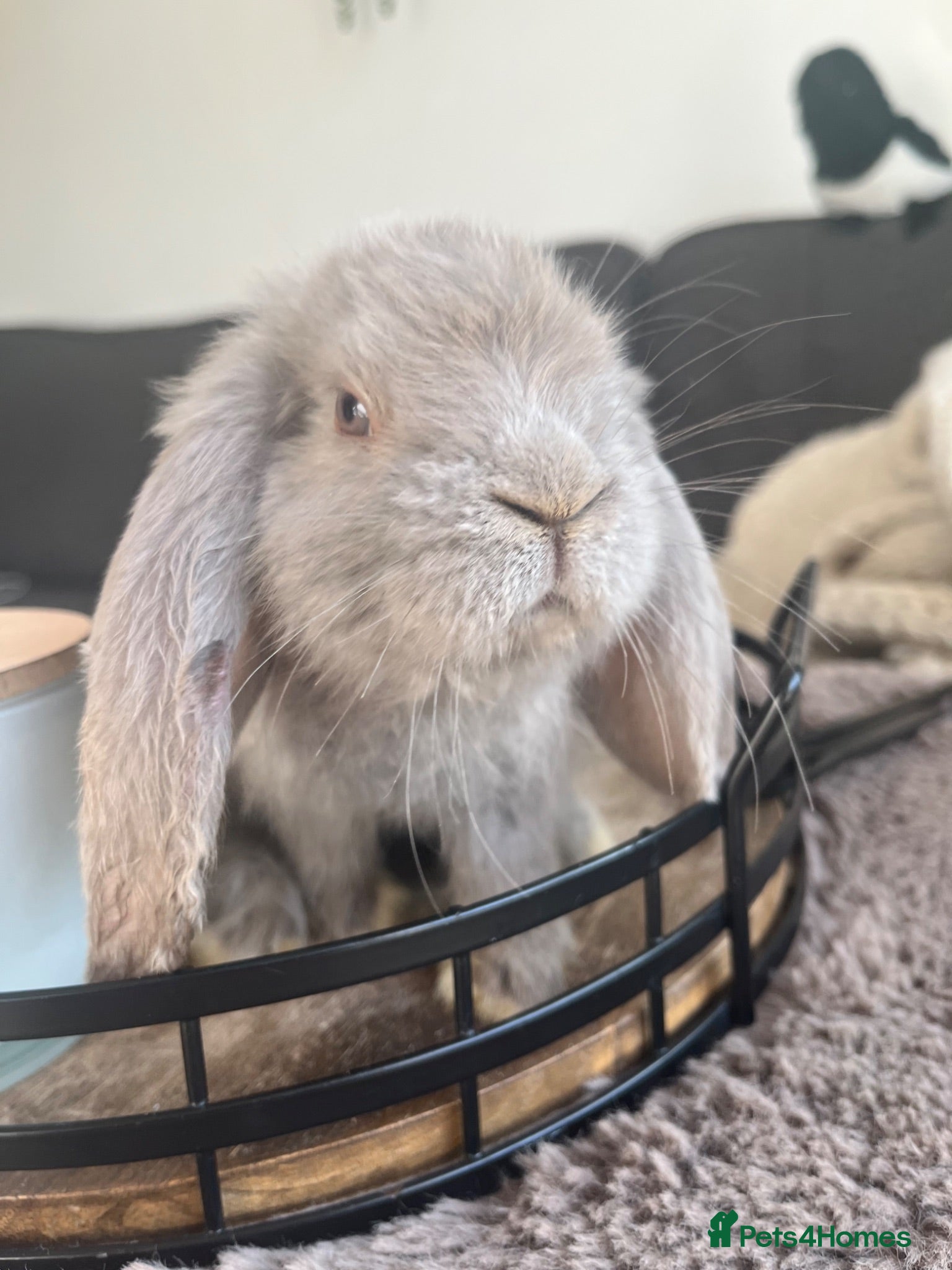 Mini Lop rabbits 🐰 Beautiful Bunny’s 🐰  - Advert 1