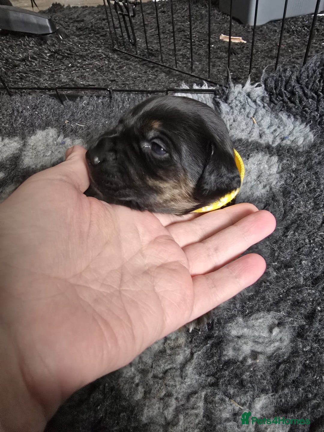 Mixed Breed dogs for sale: 8 Beautiful Puppies Looking for Forever Homes! - Advert 15