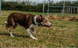 Border Collie dogs for stud: Health tested KC/ISDS smoothcoat lilac for stud  - Image 6