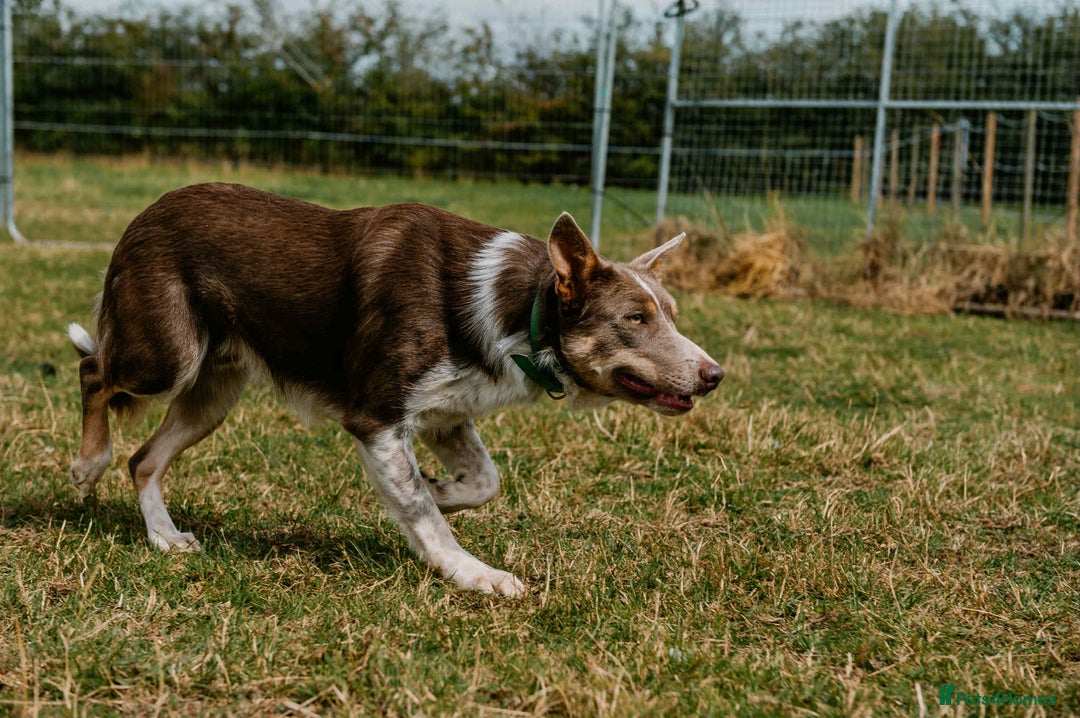 Border Collie dogs for stud: Health tested KC/ISDS smoothcoat lilac for stud  - Image 6