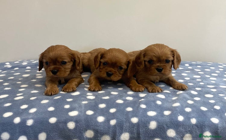 Cavalier King Charles Spaniel dogs - Advert 6