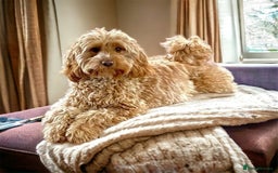 Cockapoo dogs for sale: 🌈 Stunning Cockapoo Puppies - DNA Clear Parents - Image 2