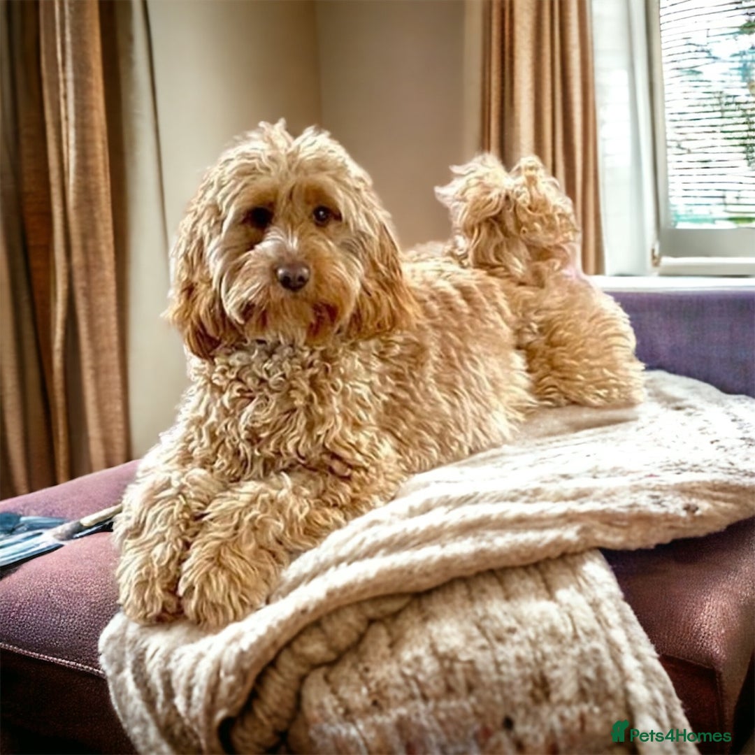 Cockapoo dogs for sale: 🌈 Stunning Cockapoo Puppies - DNA Clear Parents - Image 2