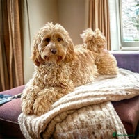 Cockapoo dogs - Advert 7