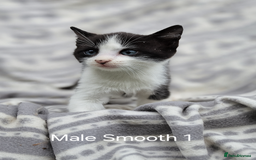 Mixed Breed cats for sale: Black and white kittens for sale - Image 5