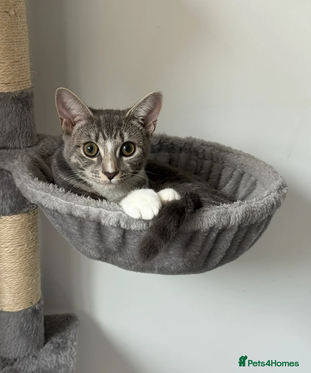 Domestic Shorthair cats for sale: Sweet Romi looking for loving home  - Advert 5