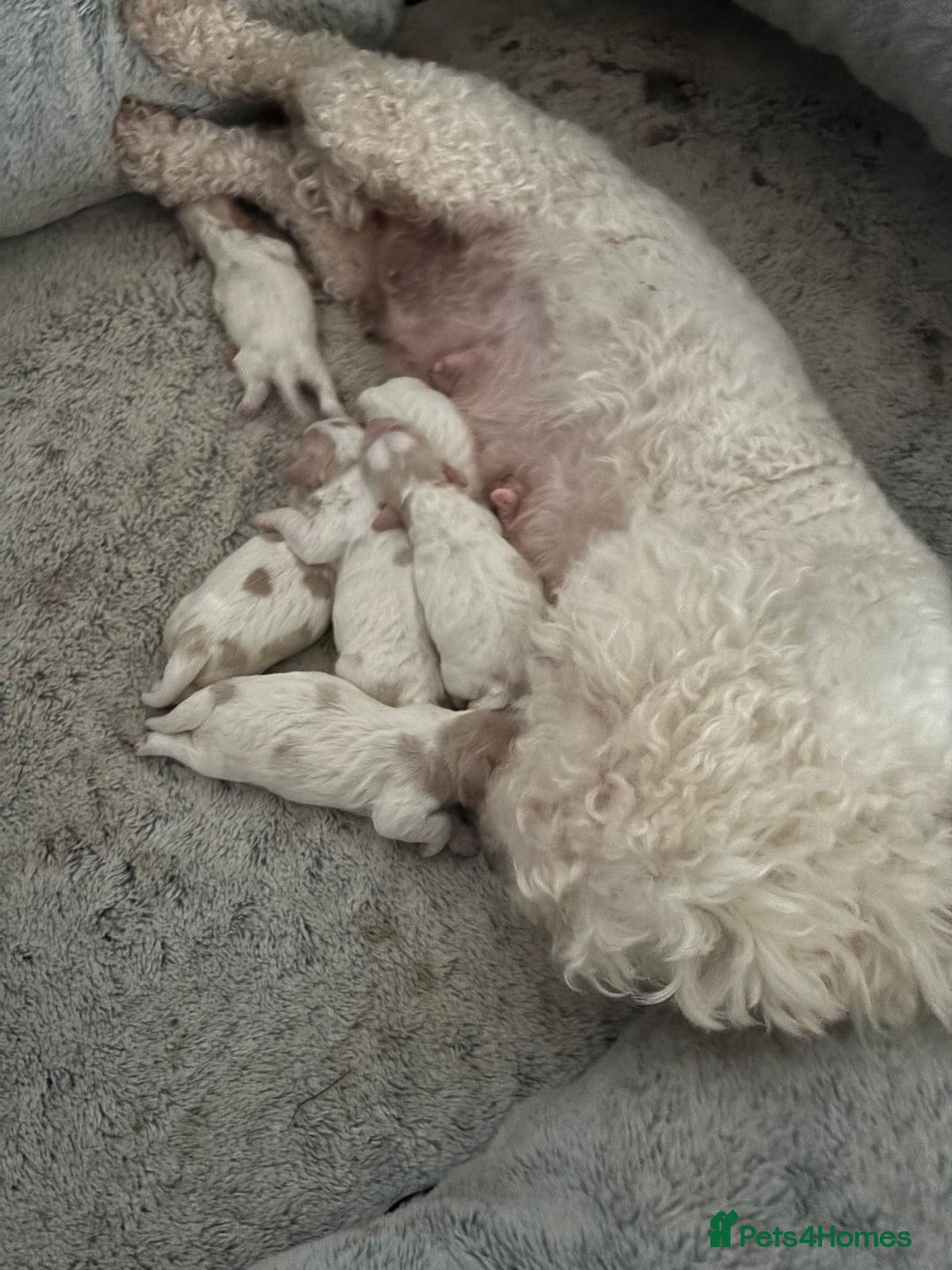 Cavapoochon dogs for sale: ⭐️1 CAVAPOOCHON in Cheshire (KC DAD) ready now✅ - Image 15