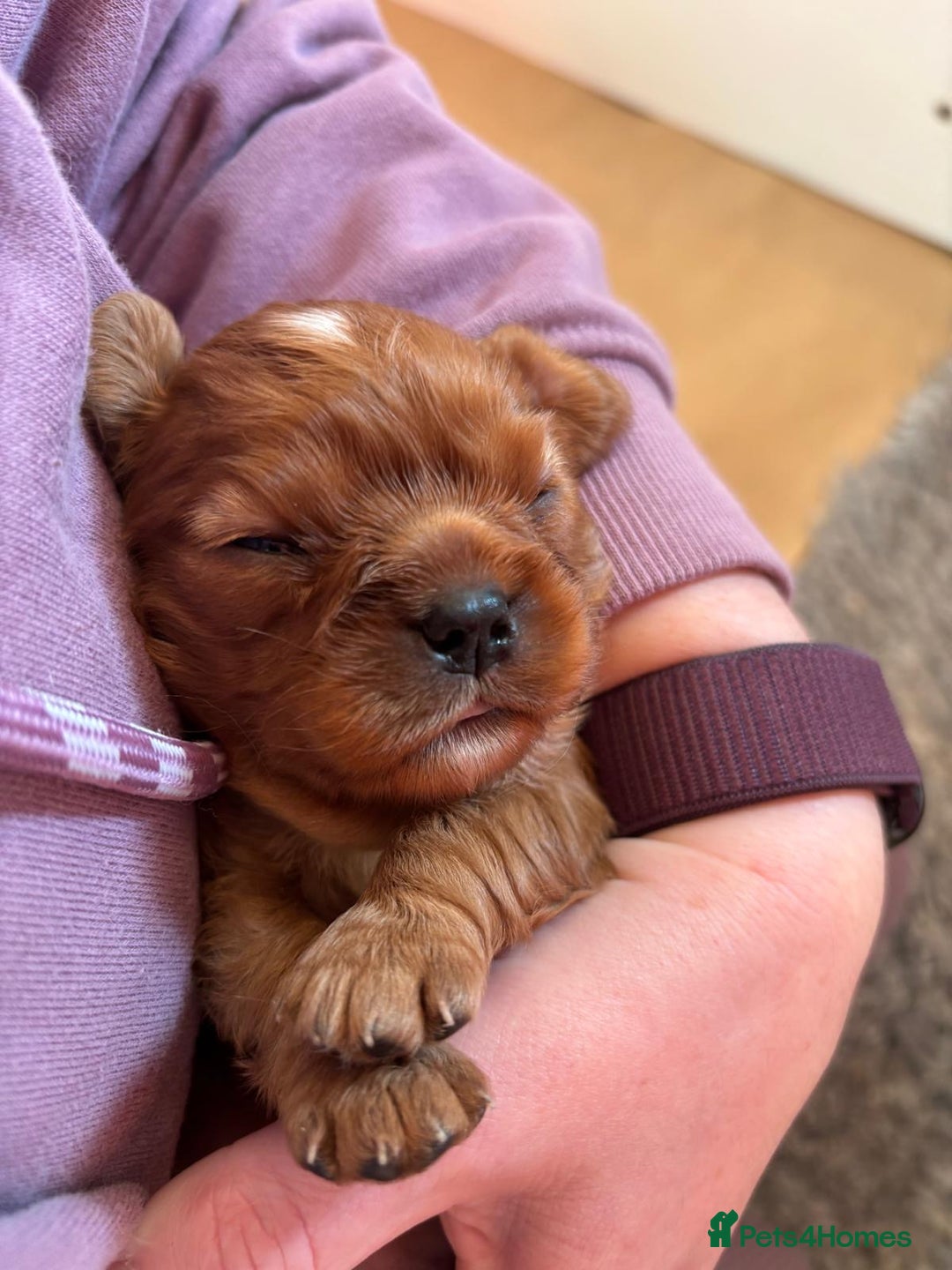 Cavalier King Charles Spaniel dogs for sale: Kc Reg, health tested Cavalier King Charles  - Advert 8