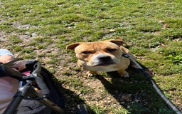 Mixed Breed dogs for sale: Winston - Image 1