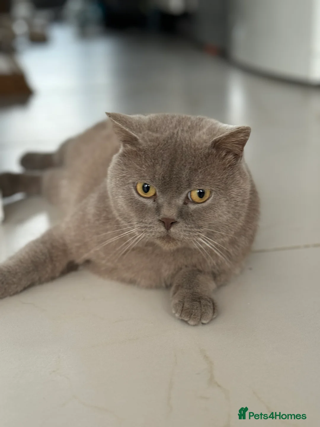British Shorthair cats for sale: 3 year old british short hair, male - Advert 4