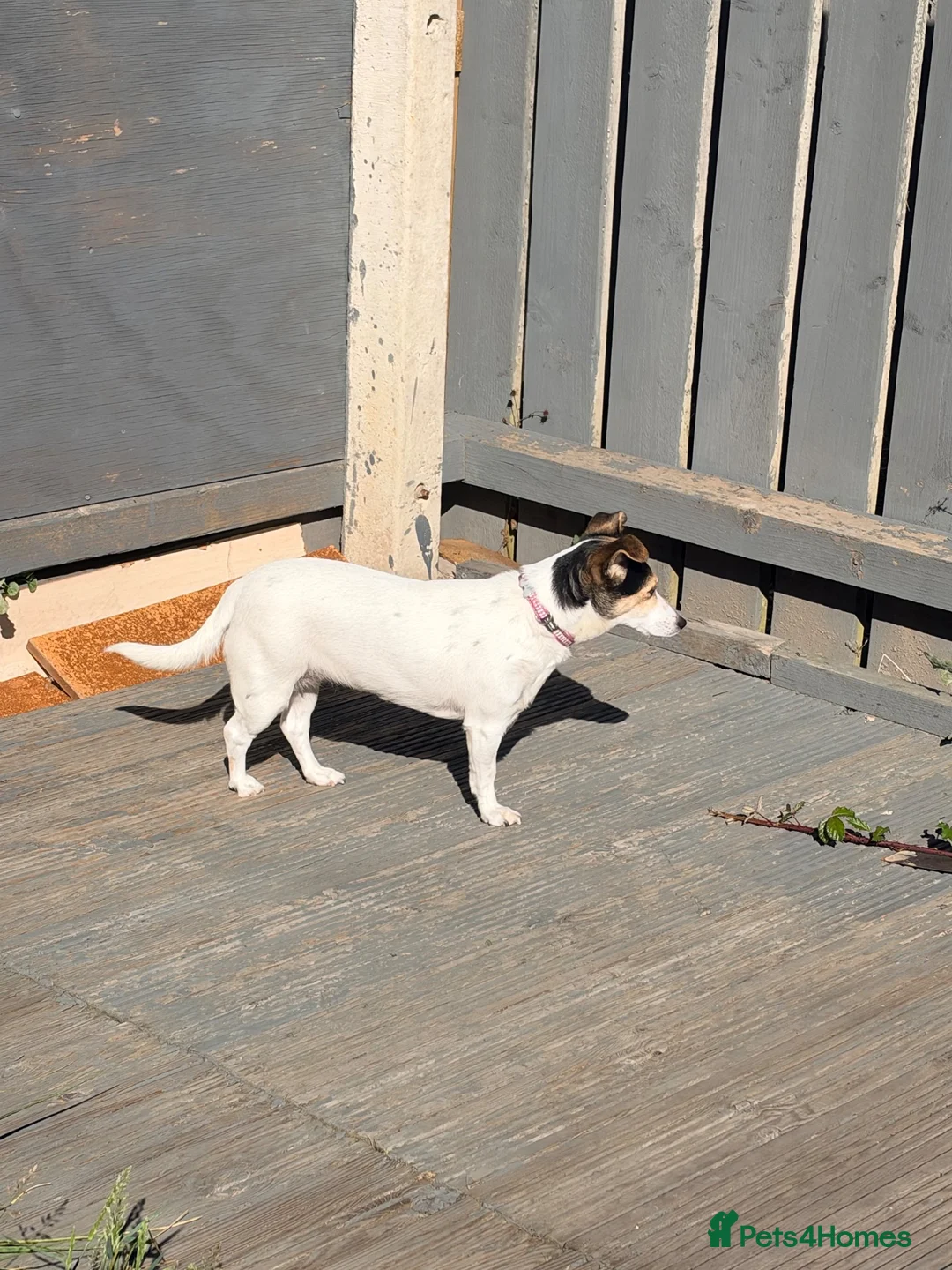 Jack Russell dogs for sale: Jack Russell bitch for sale  in Hull - Advert 1
