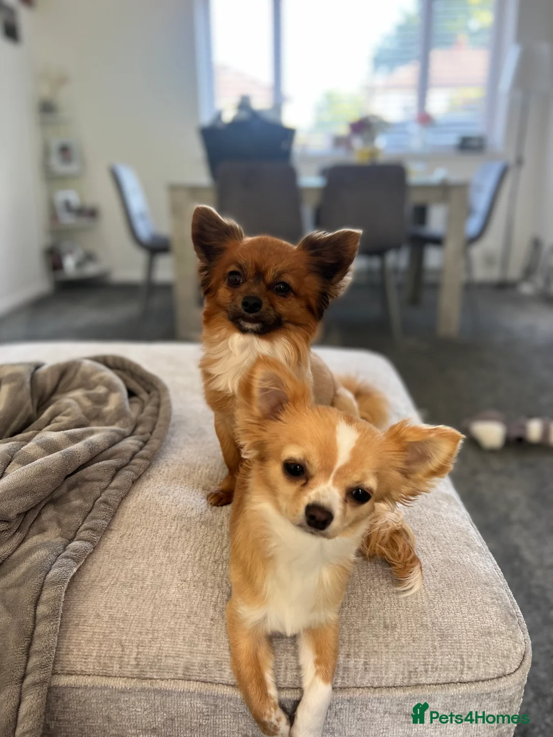 Chihuahua dogs for sale: Black and White Chihuahua  - Advert 1