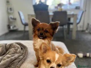 Chihuahua dogs Black and White Chihuahua - Advert 9