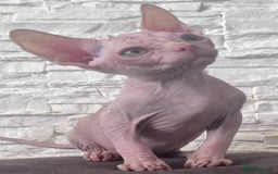 Sphynx cats for sale: Beautiful litter of kittens ❤️ HCM clear 🔥 in Leicester - Image 19