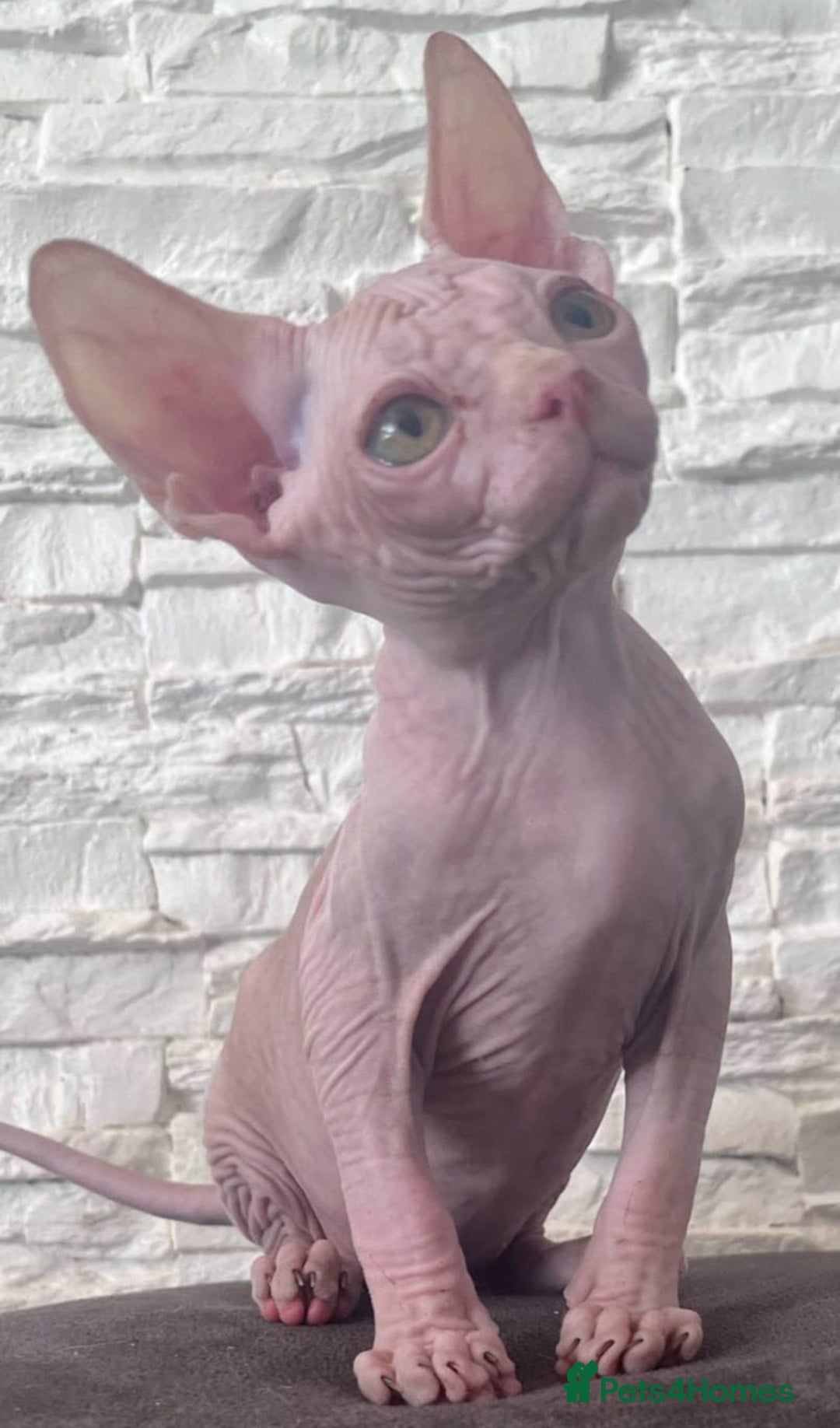 Sphynx cats for sale: Beautiful litter of kittens ❤️ HCM clear 🔥 in Leicester - Image 19