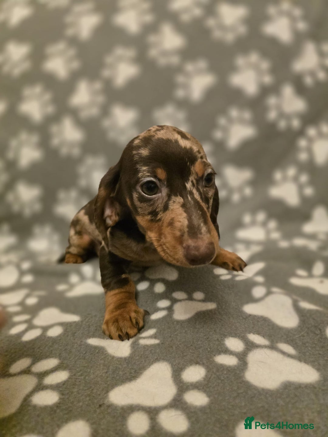 Miniature Dachshund dogs for sale: Miniature dachshund - Advert 5