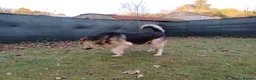 Mixed Breed dogs for adoption: Really… does nobody want to give me a chance? 💔🐶 - Advert 5