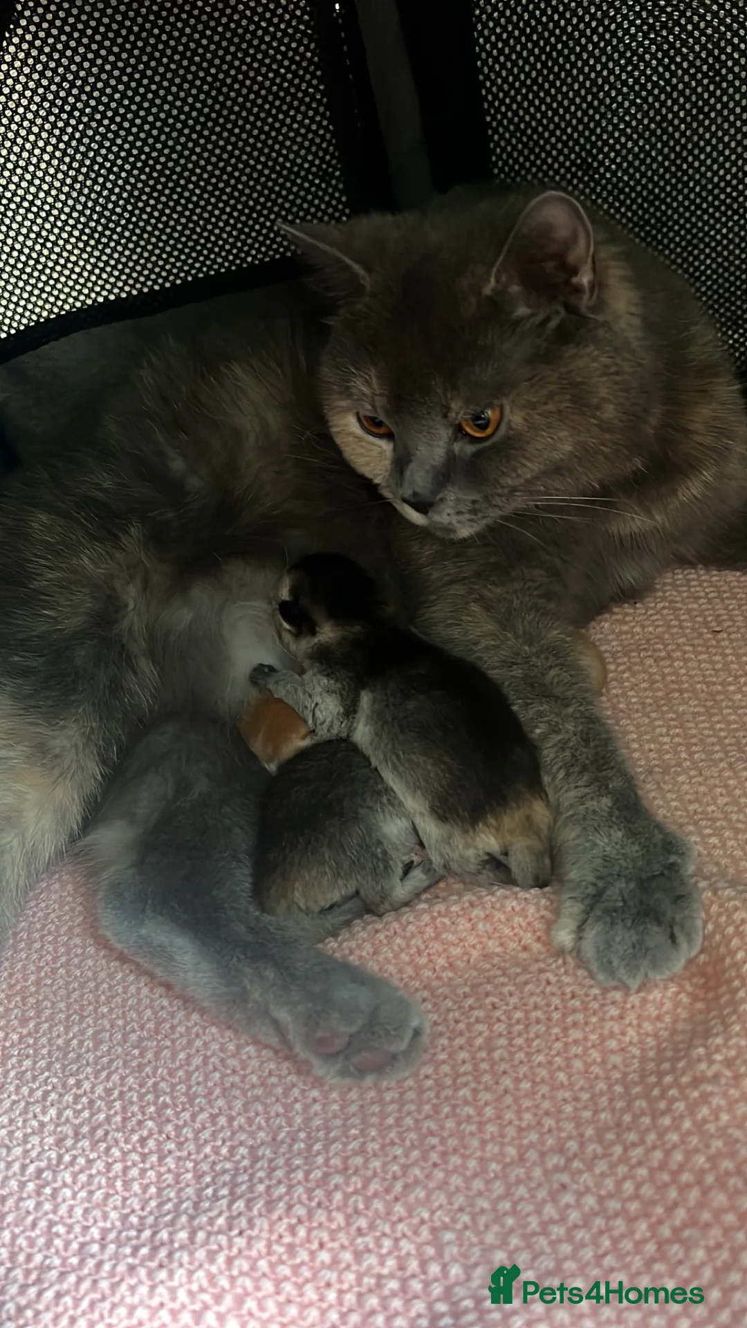 Scottish Fold cats for sale: Gorgeous Scottish Fold kittens for sale - Advert 1