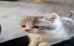 Persian cats for sale: Persian cross - Image 3