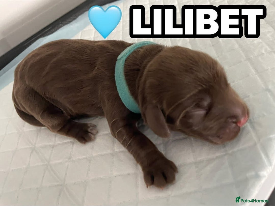 Cocker Spaniel dogs for sale: Stunning Blue/Liver Roan Cocker Spaniels Puppies  - Image 25