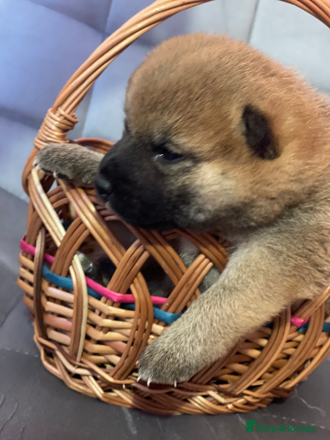 Japanese Shiba Inu dogs for sale: Adorable Japanese Shiba Inu Puppy Little Sunshine  - Image 10