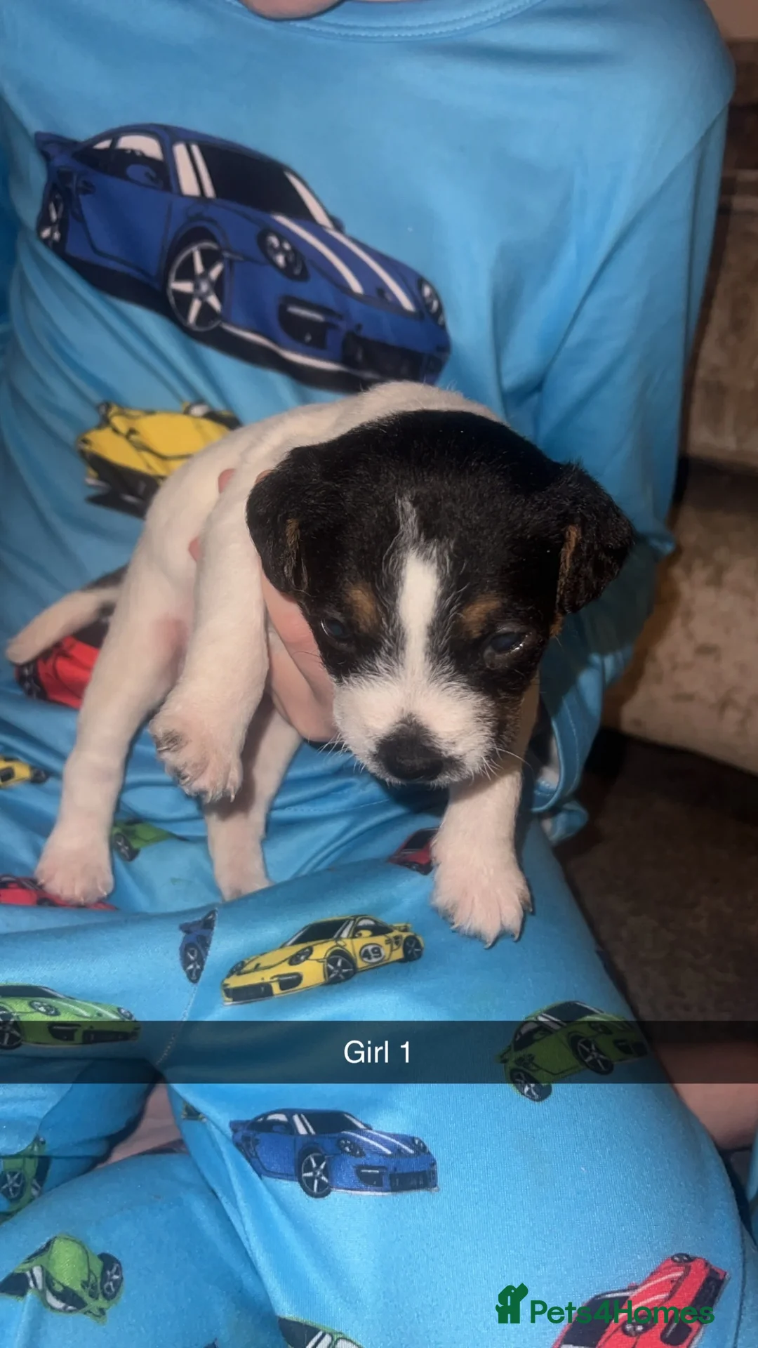 Parson Russell dogs for sale: Parson Russell Terriers  - Advert 2