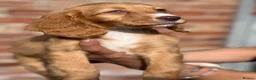 Cocker Spaniel dogs for sale: 5 quality cocker spaniel pups ready now 🐶🐾 - Advert 22