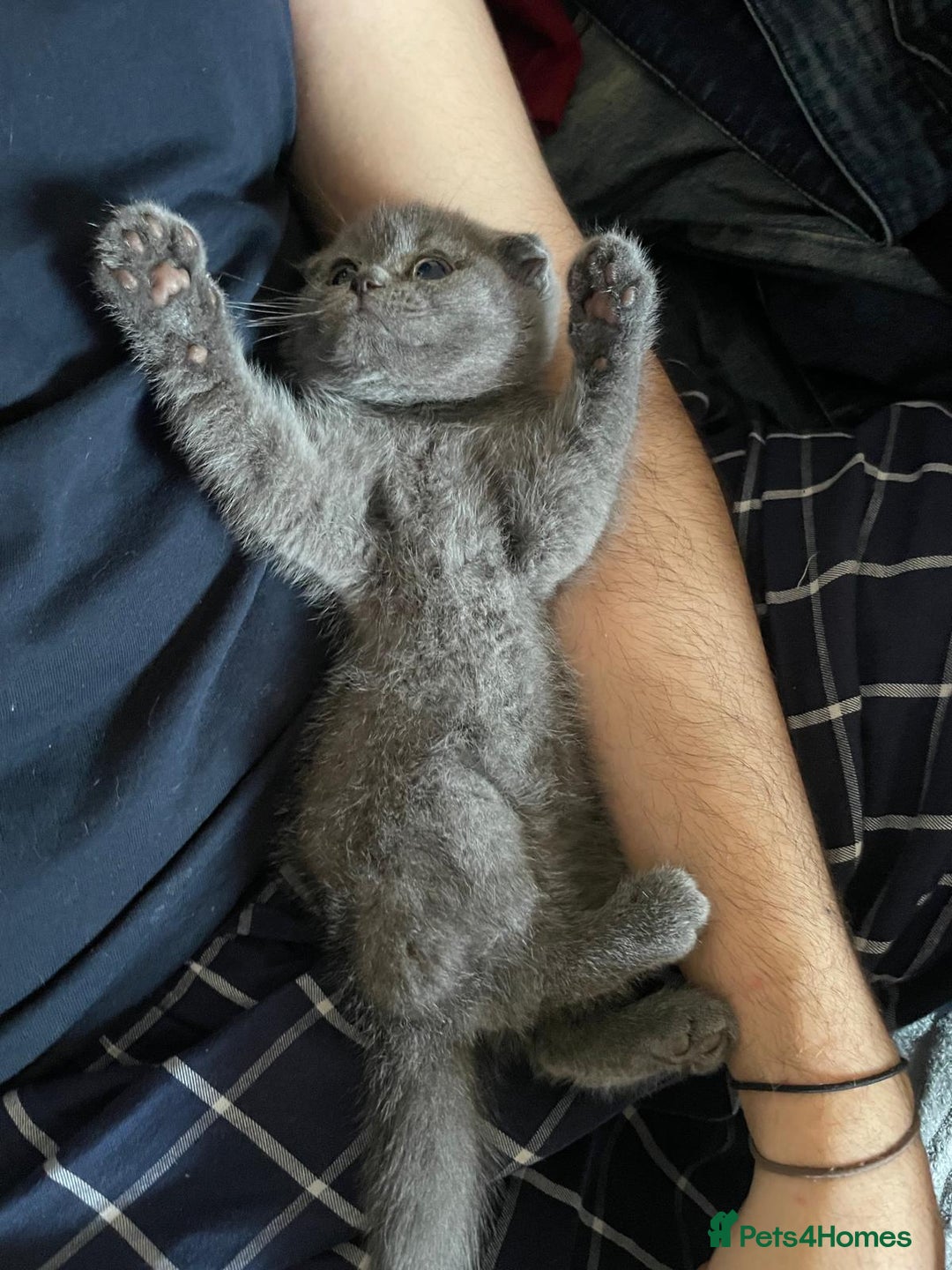 Scottish Fold cats for sale: Very Friendly Kittens, Pedigree Scottish Fold  - Advert 7