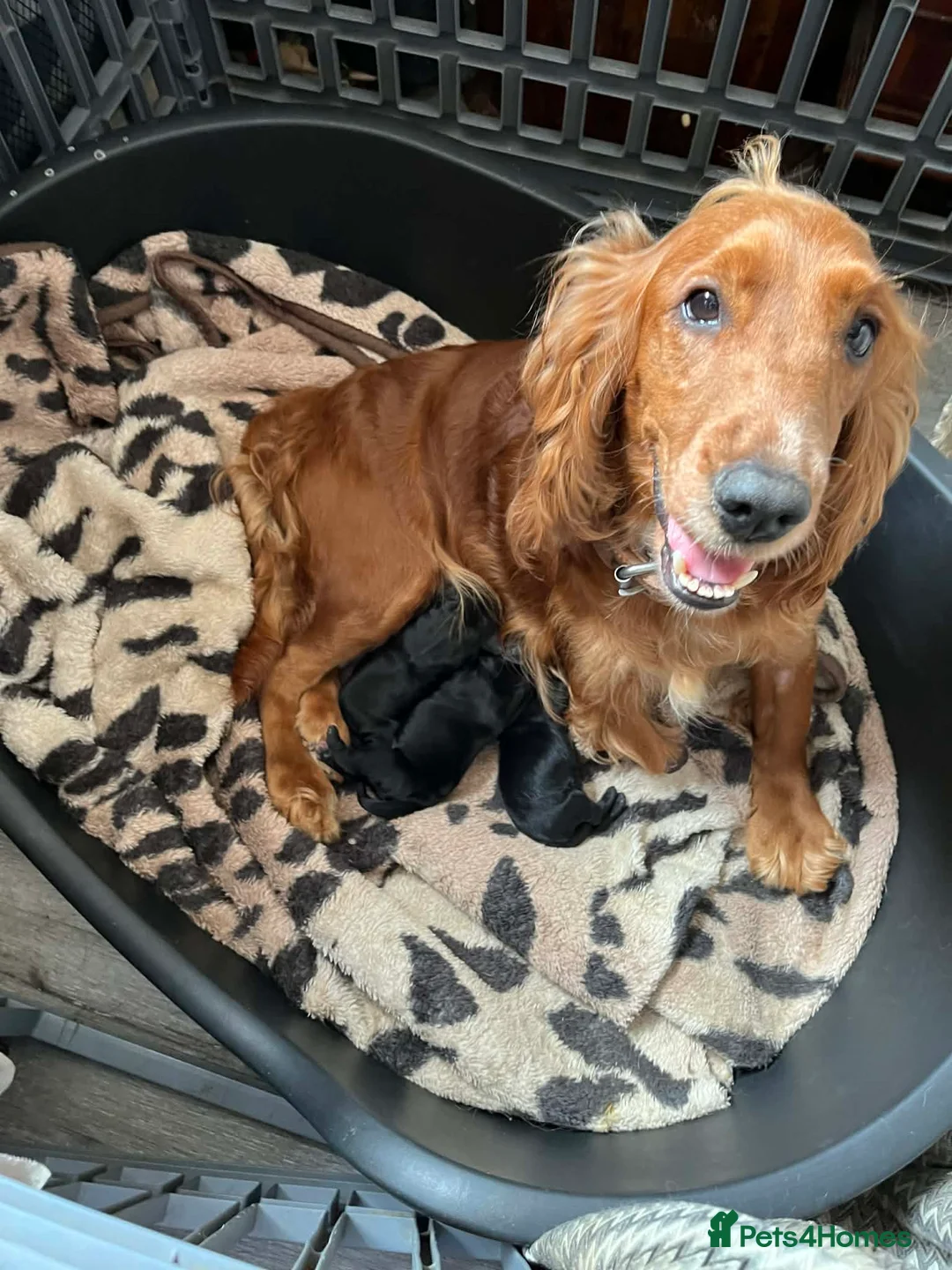 Cockerdor dogs for sale: 2 beautiful black cockerdors  - Advert 3