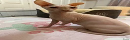 Sphynx cats for sale: Canadian sphynx kittens  - Advert 2